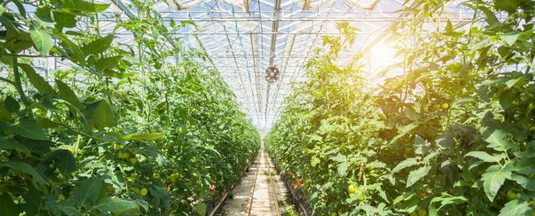 Read more about the article Semi-Transparent Solar Cells Can Power Greenhouses Without Slowing Plant Growth